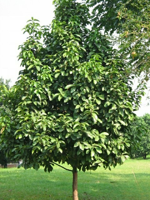 Pomarroso Brasilero - Vista 3